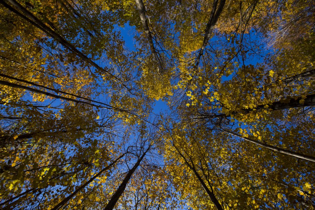 Fagus Grandifolia The American Beech Or North American Beech Forest