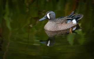 Blue Winged Teal _ Adobe Browning Marsh web - Central Indiana Land Trust