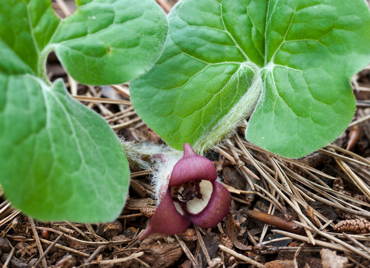 Canadian wild ginger (Asarum canadense) flower in early spring in