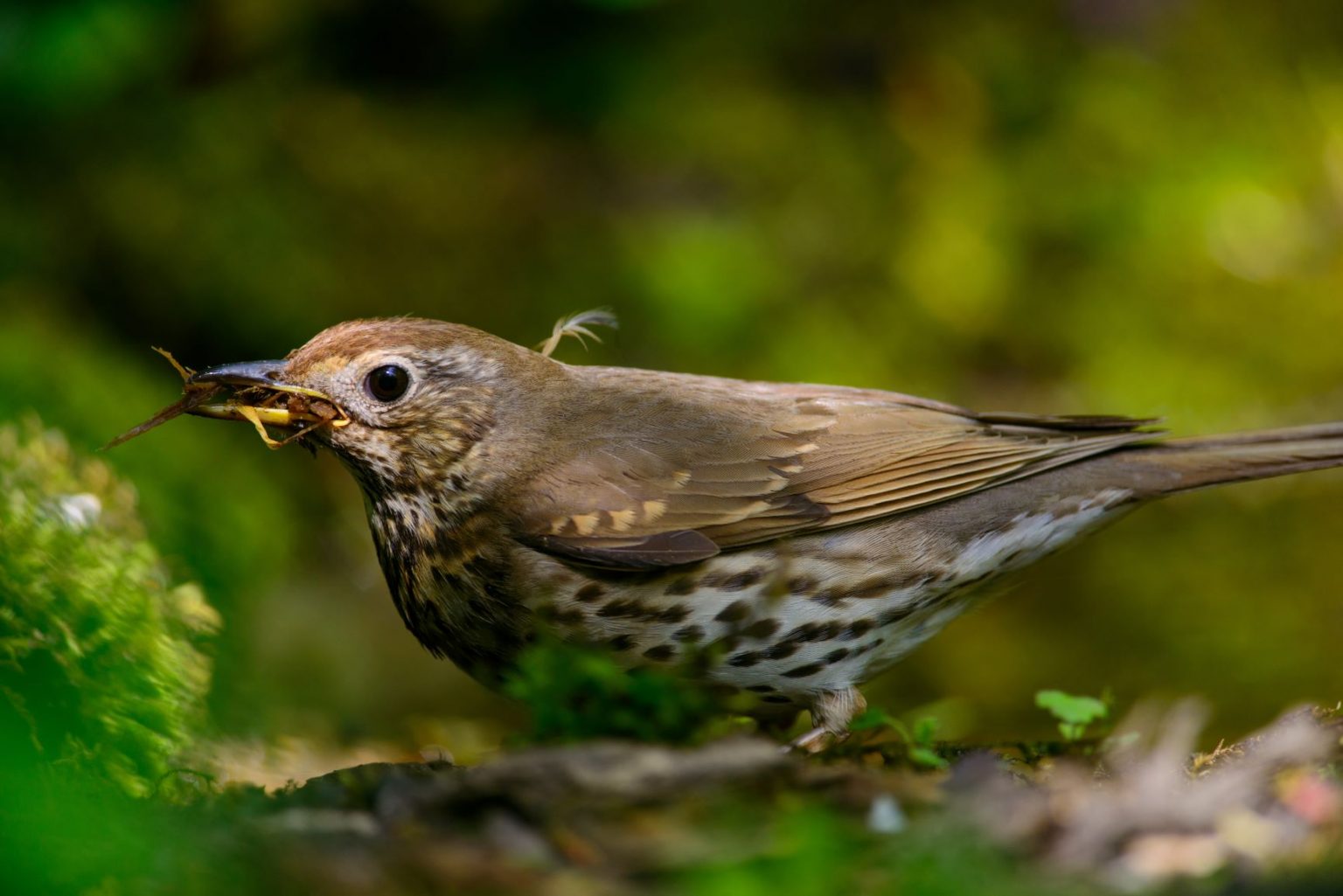 Wood Thrush Hylocichla Mustelina Adobe Burnett Web Res Central Indiana Land Trust