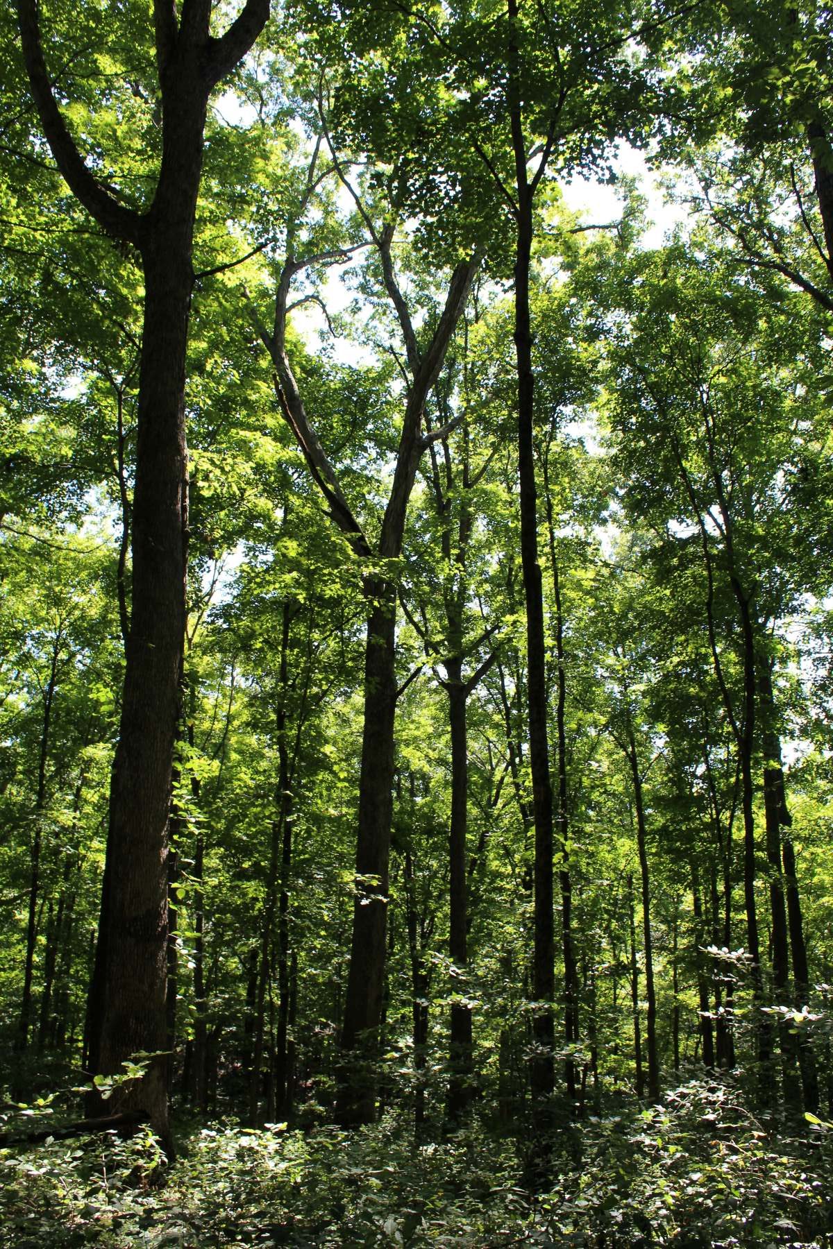 Explore Indiana’s Geologic Wonders and Majestic Forests | Central ...