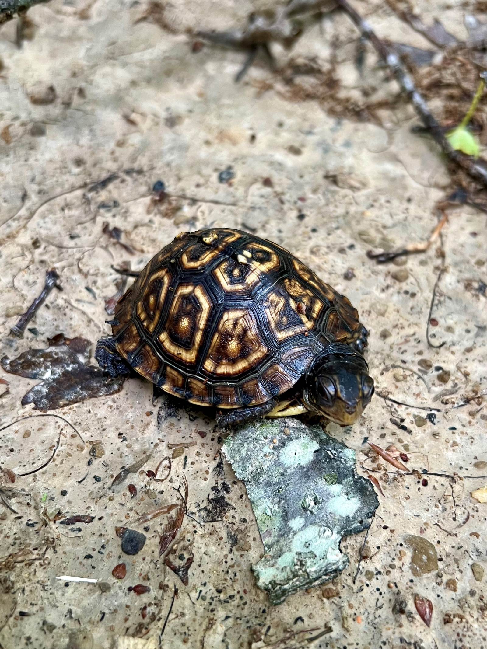 Double your Impact this Summer! | Central Indiana Land Trust