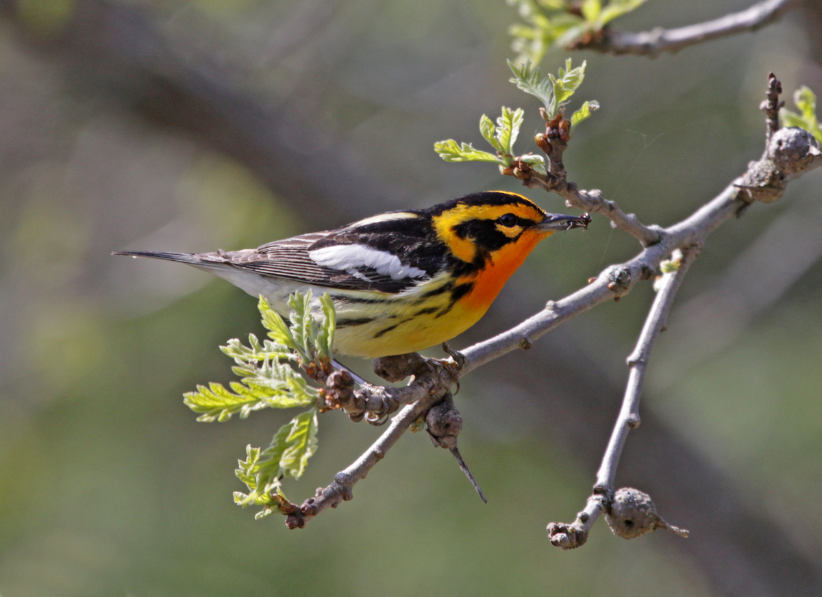 Blackburnian Warbler - Central Indiana Land Trust