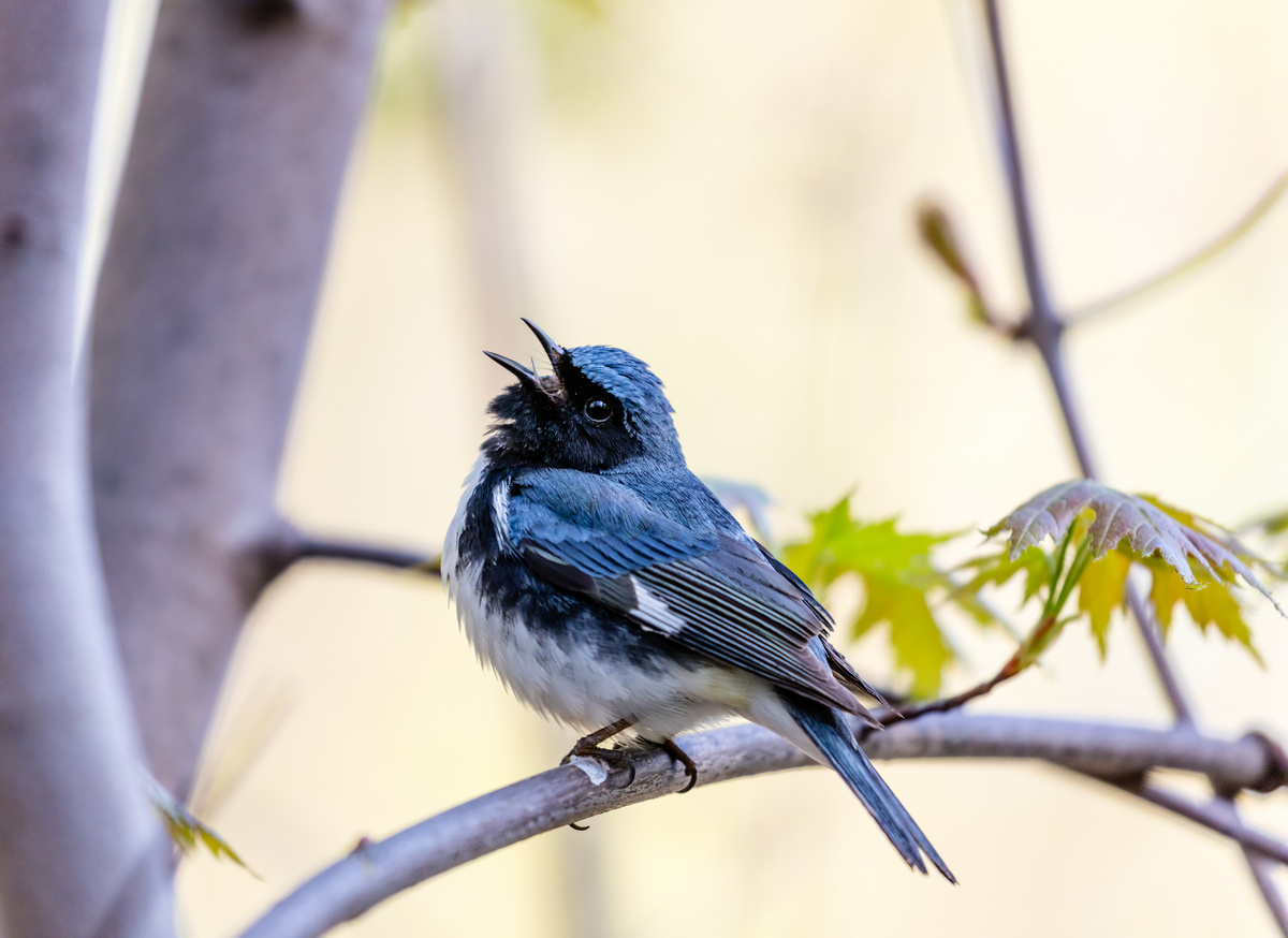 The Black Throated Blue Warbler a handsome and familiar warbler of the northern forests It migrates to the boreal forests of Quebec Canada in summer where it nests and returns south for the winter - Central Indiana Land Trust