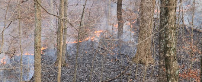 Forest scene with small brushfire burning the undergrowth and smoke rising between trees.
