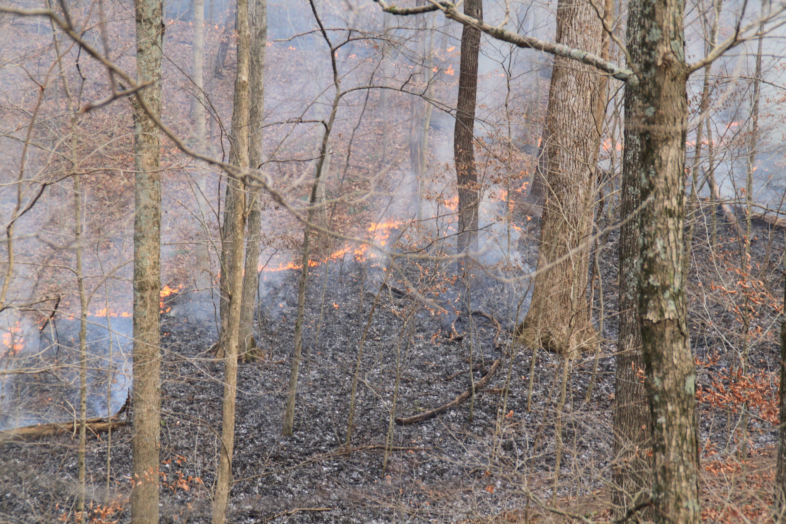 Forest scene with small brushfire burning the undergrowth and smoke rising between trees.