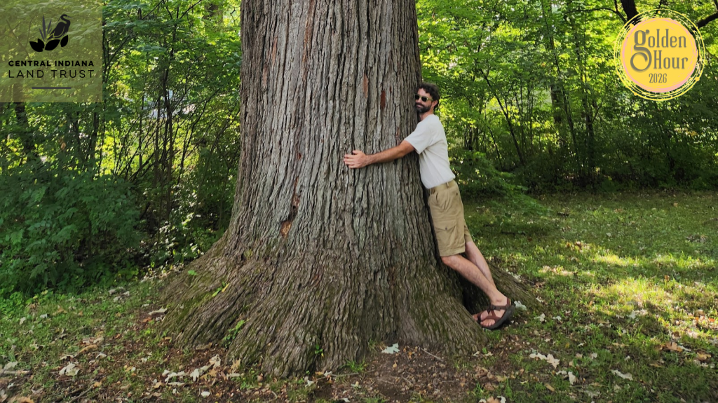 Man hugging a massive tree trunk in a sunny park, with logos for Central Indiana Land Trust (left) and Golden Hour 2026 (right).